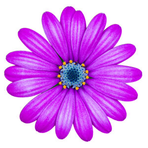 JoAnn Keder, Author Joann Keder Author